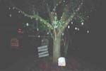 a_skeleton_tree