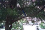 a_skull_tree